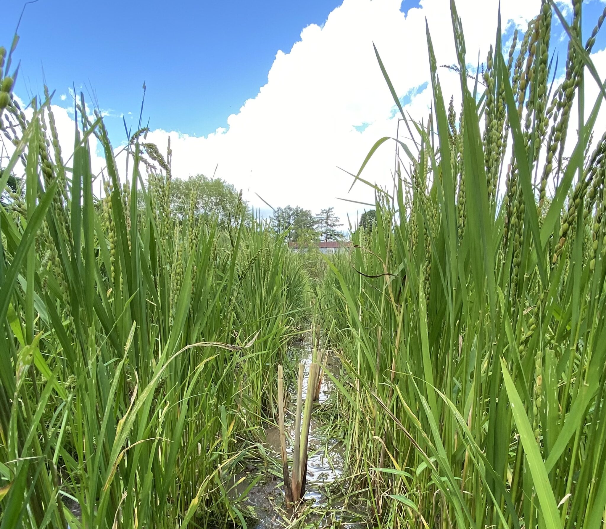 スピリチュアルな真菰(まこも)プロジェクト北海道 北海道でまこもちゃんの草原をつくるぞ〜 ①埼玉からマコモがやってきた | コタロハファーム