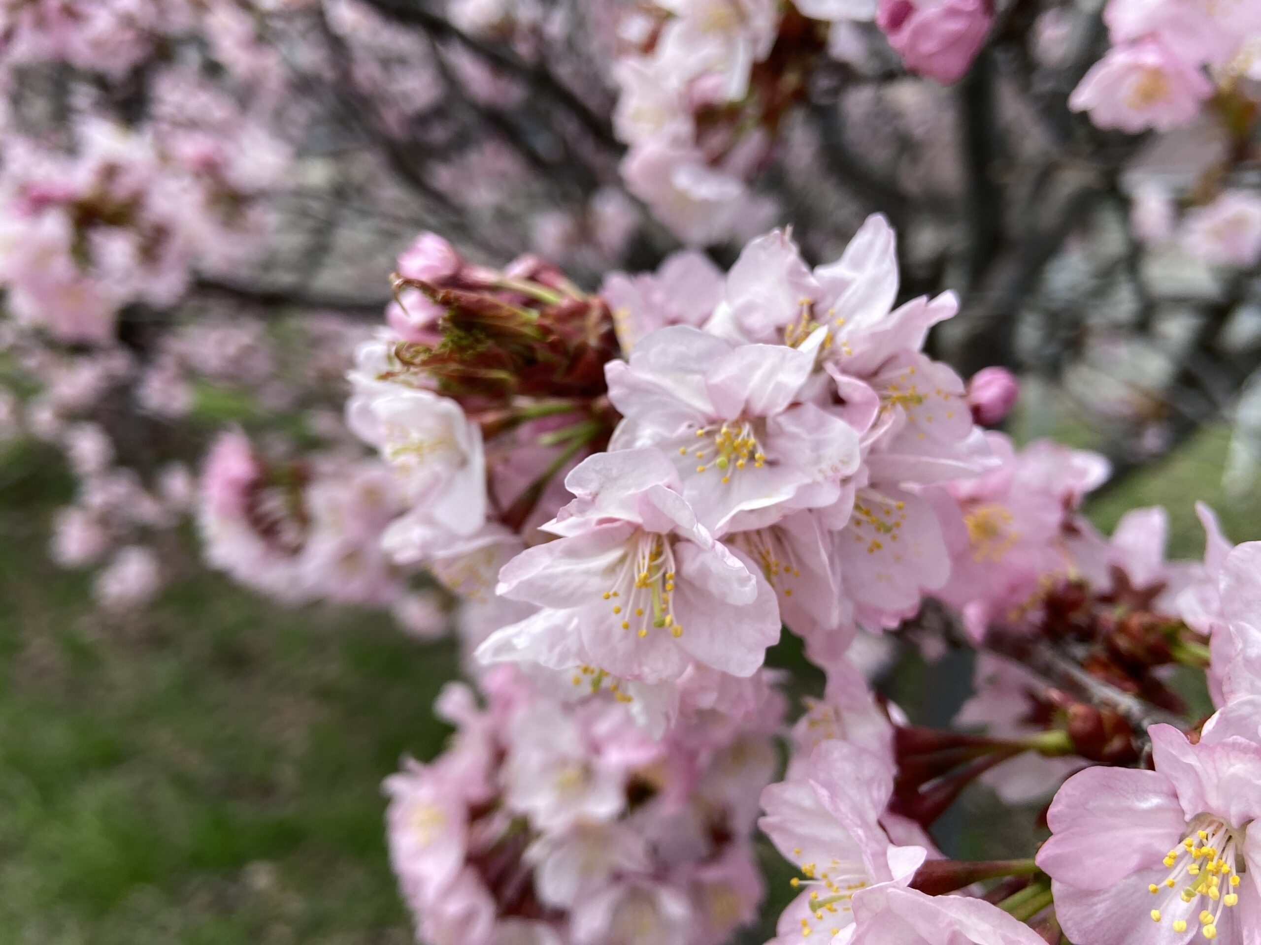 桜開花 梅と桜が同時に咲く不思議 | 葉っぱのうらのブログ ～コタロハ 