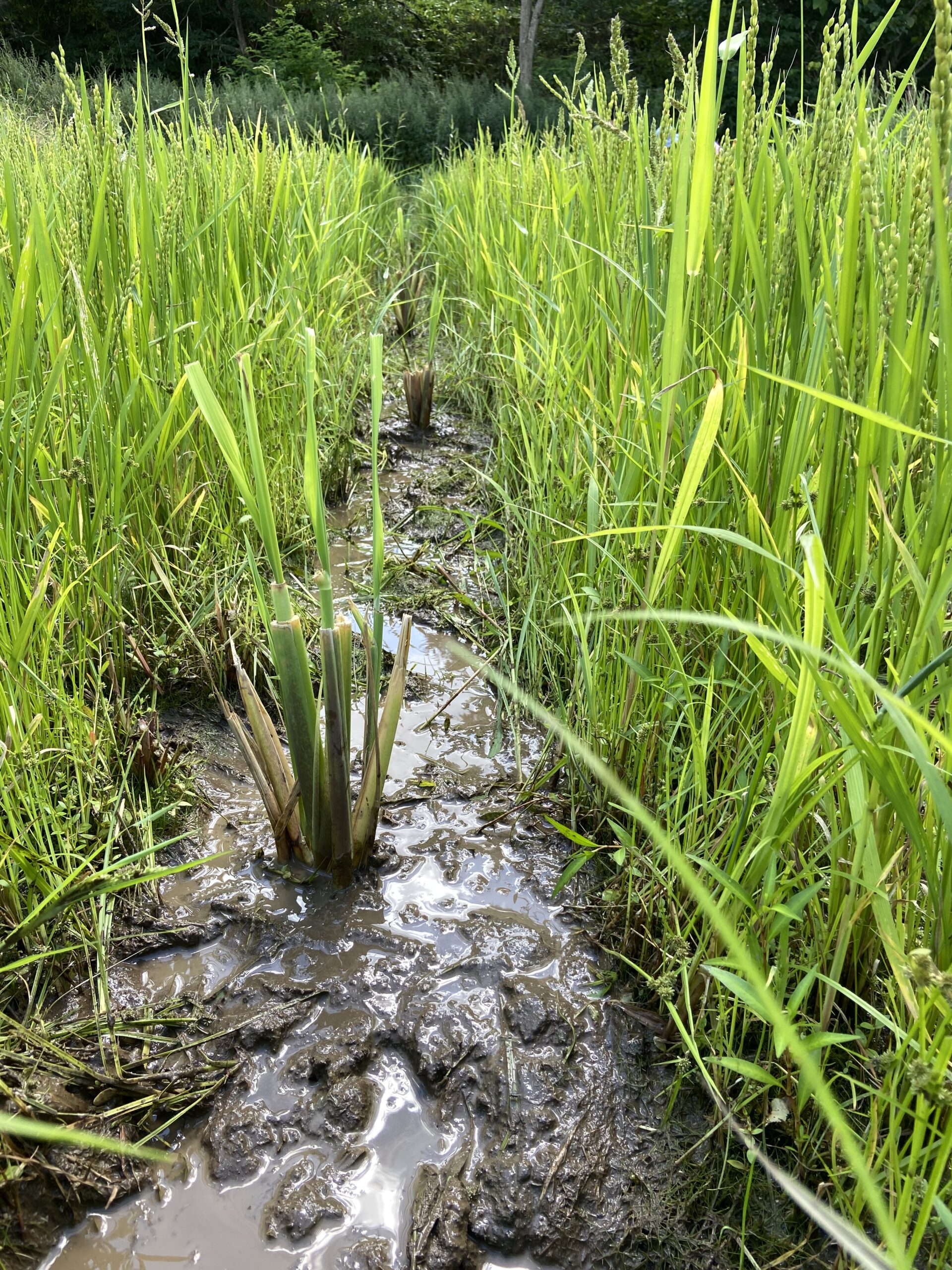 スピリチュアルな真菰(まこも)プロジェクト北海道 北海道でまこもちゃんの草原をつくるぞ〜 ①埼玉からマコモがやってきた | コタロハファーム