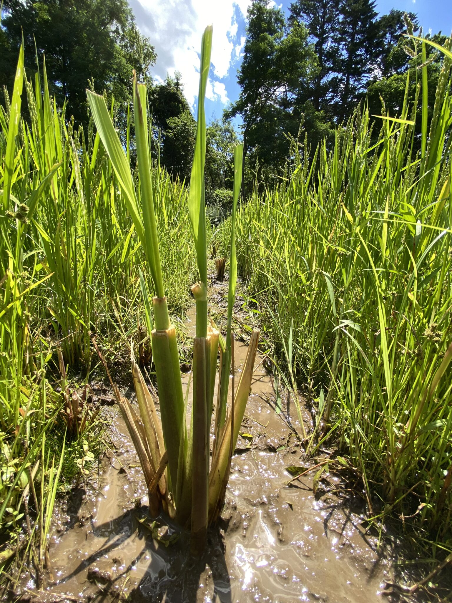 スピリチュアルな真菰(まこも)プロジェクト北海道 北海道でまこもちゃんの草原をつくるぞ〜 ①埼玉からマコモがやってきた | コタロハファーム